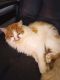 Domestic Mediumhair Cats for sale in Cleveland, TX, USA. price: $700