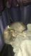 Domestic Mediumhair Cats for sale in Brooklyn Center, MN, USA. price: $250