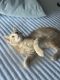 Domestic Mediumhair Cats for sale in Herriman, UT 84096, USA. price: $20