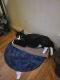 Domestic Mediumhair Cats for sale in Elizabeth, NJ, USA. price: NA