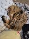 Domestic Mediumhair Cats for sale in North Richland Hills, TX, USA. price: NA