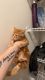Domestic Mediumhair Cats for sale in Meridian, ID, USA. price: $50