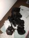 Domestic Mediumhair Cats for sale in Avocado Heights, CA, USA. price: NA