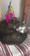 Domestic Mediumhair Cats for sale in Goldsboro, NC, USA. price: NA