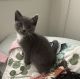 Domestic Mediumhair Cats for sale in Azusa, CA, USA. price: NA