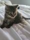 Domestic Mediumhair Cats for sale in Plainville, CT 06062, USA. price: $225