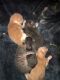 Domestic Mediumhair Cats for sale in Aurora, CO, USA. price: $200