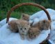 Domestic Mediumhair Cats for sale in Springfield, MO, USA. price: $50