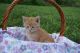 Domestic Mediumhair Cats for sale in Springfield, MO, USA. price: $75