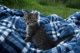Domestic Mediumhair Cats for sale in Springfield, MO, USA. price: $75