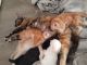 Domestic Mediumhair Cats for sale in Antioch, CA, USA. price: NA