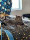 Domestic Mediumhair Cats for sale in Spanish Fork, UT 84660, USA. price: $150