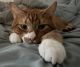 Domestic Mediumhair Cats for sale in Chula Vista, CA 91913, USA. price: NA