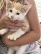 Domestic Mediumhair Cats for sale in Gilbert, AZ 85295, USA. price: NA