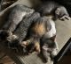 Domestic Mediumhair Cats for sale in 305 Dayna Dr, Atlanta, GA 30349, USA. price: $10