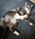 Domestic Mediumhair Cats for sale in New Haven, CT, USA. price: $80
