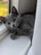 Domestic Mediumhair Cats for sale in Winchester, VA 22601, USA. price: NA