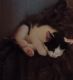 Domestic Mediumhair Cats for sale in Dayton, OH, USA. price: $20