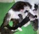 Domestic Mediumhair Cats for sale in Macon, GA, USA. price: NA