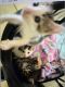 Domestic Mediumhair Cats for sale in Rumney, NH 03266, USA. price: NA