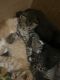 Domestic Mediumhair Cats for sale in Rochester, NY, USA. price: $150