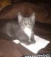Domestic Mediumhair Cats for sale in Callahan, FL 32011, USA. price: NA