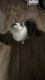 Domestic Mediumhair Cats for sale in Ankeny, IA, USA. price: NA