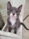 Domestic Mediumhair Cats for sale in Lakewood, WA, USA. price: $7,500