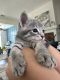 Domestic Mediumhair Cats for sale in 2031 S State Hwy 78, Wylie, TX 75098, USA. price: NA