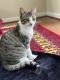 Domestic Mediumhair Cats for sale in 20 Mill Springs Dr, Fredericksburg, VA 22406, USA. price: $1,200