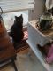 Domestic Mediumhair Cats for sale in Eau Claire, WI, USA. price: NA