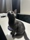 Domestic Mediumhair Cats for sale in Houston, TX, USA. price: $300