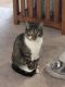 Domestic Mediumhair Cats for sale in Blairsville, GA 30512, USA. price: $35