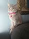 Domestic Mediumhair Cats for sale in Covington, KY, USA. price: $25