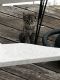 Domestic Mediumhair Cats for sale in Waterloo, IL 62298, USA. price: NA
