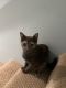 Domestic Mediumhair Cats for sale in Woodbridge, VA 22191, USA. price: $325