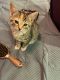 Domestic Mediumhair Cats for sale in La Vergne, TN, USA. price: $20