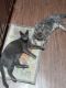Domestic Mediumhair Cats for sale in 1325 N Nebraska Ave, Oklahoma City, OK 73117, USA. price: NA