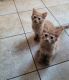 Domestic Mediumhair Cats for sale in St. Louis, MO, USA. price: $25