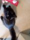 Domestic Mediumhair Cats for sale in Long Beach, CA, USA. price: $100