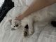 Domestic Mediumhair Cats for sale in Jackson, New Jersey. price: $20