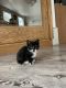 Domestic Mediumhair Cats for sale in Westfield, Massachusetts. price: $150