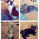 Domestic Mediumhair Cats for sale in Palmdale, CA, USA. price: $15