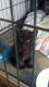 Domestic Mediumhair Cats for sale in Los Angeles, CA, USA. price: $25