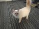 Domestic Mediumhair Cats for sale in Carlsbad, CA, USA. price: NA