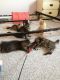 Domestic Mediumhair Cats for sale in Lake Villa, IL, USA. price: NA