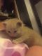 Domestic Mediumhair Cats for sale in Brodhead, WI 53520, USA. price: $20