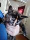 Domestic Mediumhair Cats for sale in Weymouth, MA, USA. price: $100