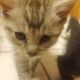 Domestic Mediumhair Cats for sale in 2727 E Mallard Lake Trail, Midland, MI 48640, USA. price: $30