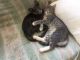 Domestic Mediumhair Cats for sale in Elizabeth, NJ, USA. price: NA